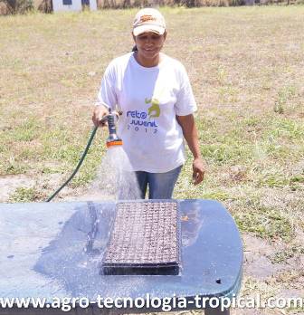 riego final de las bandejas